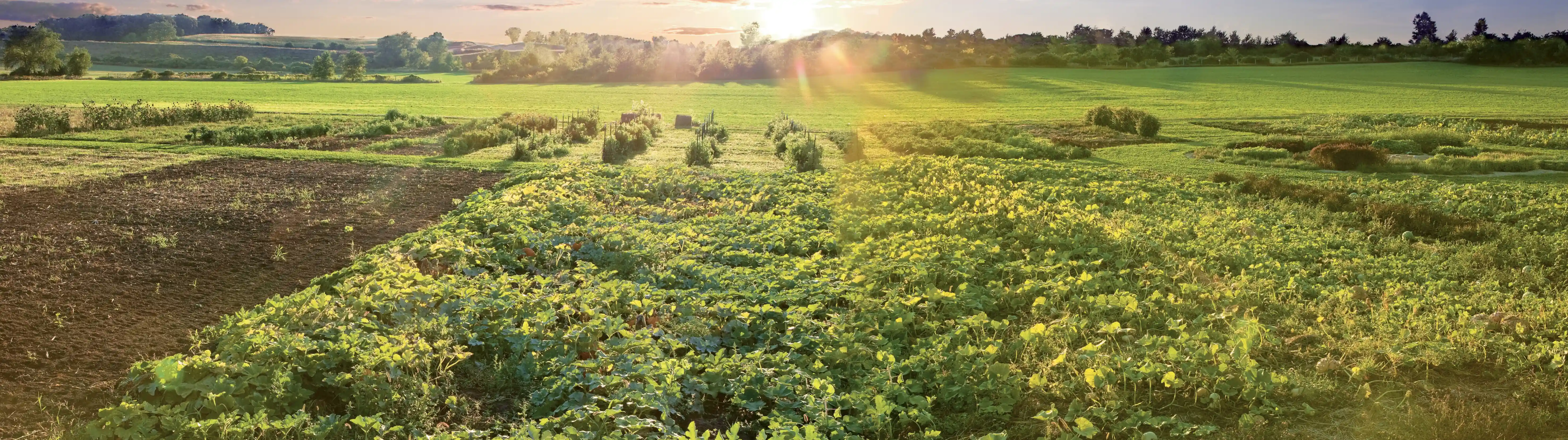 sustainabilitiy-banner-cover